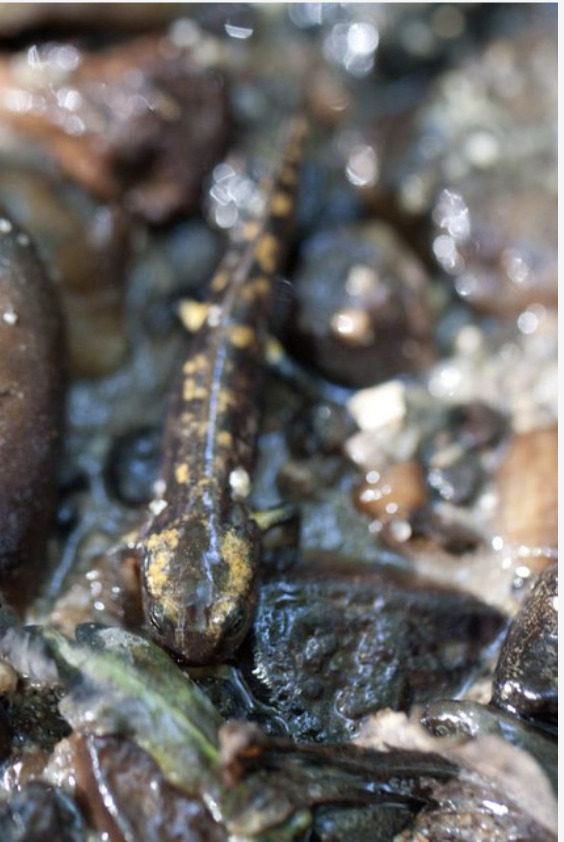 salamandre 2  M. photo Marine Schmitt – Flickr