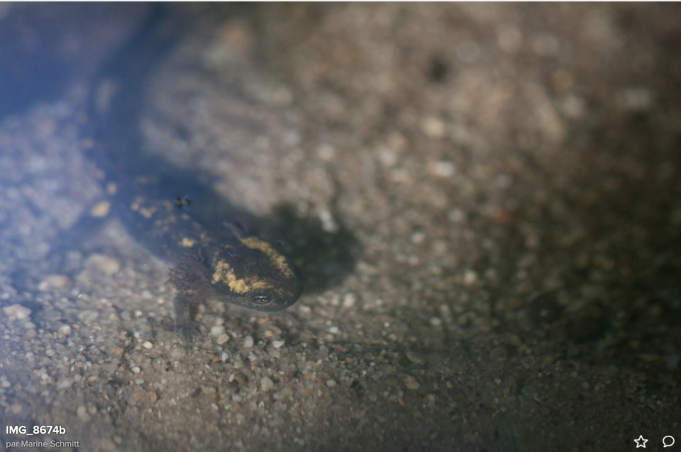 salamandre 3  M. photo Marine Schmitt – Flickr